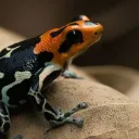 Rainforest puddle