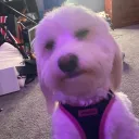 sawshaunn scrims