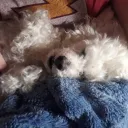Land of Poodles