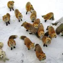 The Den of Many Tails