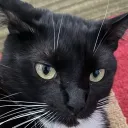 Lemonchat