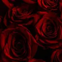 Rose's Garden