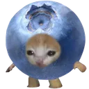 𝚃𝚑𝚎 𝙱𝚕𝚞𝚎𝚋𝚎𝚛𝚛𝚢 𝙿𝚊𝚝𝚌𝚑
