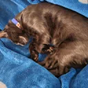pet 👍