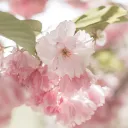 🌸] Flaurere | CS