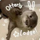 ˚₊۶ৎ˙⋆ Otterly Lodge ‹𝟑.ᐟ
