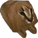 floppa