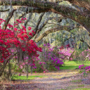 Ailsafancies Flowers Garden Server Icon