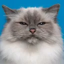 cat fanclub!!!!:DDD!!!!!