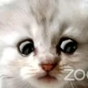 ZoomCourt