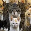The Cat Universe's icon