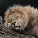 Zen Lion NFT icon