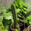 Our Garden (Backup)