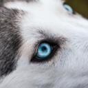 Fluff Den Discord Server Icon