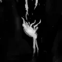 Depth’s Veil