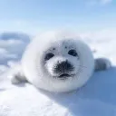 SEALs