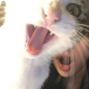 Resz - discord server icon