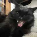 Da Gank 7 Discord Server Icon