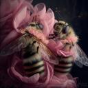 Bee Hive Discord Server Icon