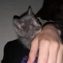 Jako