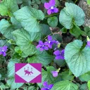 Plant Garden