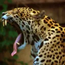 Cool Cats Are Cool Official Discord Server 🐆