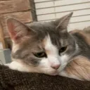 pet.photos