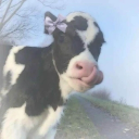 𝙲𝚘𝚠 𝙵𝚊𝚛𝚖 🚜🐄🌾 Discord server icon