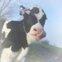 𝙲𝚘𝚠 𝙵𝚊𝚛𝚖  Discord Server Icon