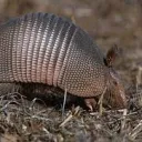 Armadillo's FanFics