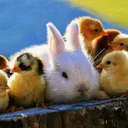 The Gremlin Hole