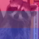 Surrounded by Raccoons