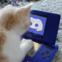 kitty city