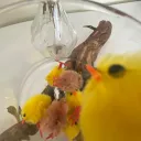 Kaii’s Easter Party