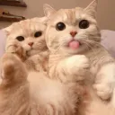 Kitty Krib