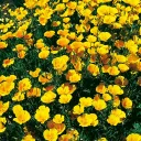 flower bed