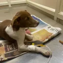 Puppies of PESU