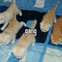 Zinzolinerie
