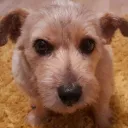 pro animals world🐕🐇🐈🐍 discord icon