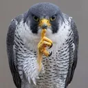 falcon thinkaang [zerday posse]