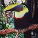 Toucan [zerday posse]