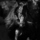 Naria SwAy’s Horses