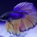 Brand Fish Fanclub