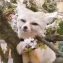 Pecora's Emoji Bowl Discord Server Icon