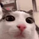  Sweet Feelings  Discord Server Icon
