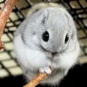 動物関係の情報交換サーバー