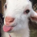 🐐USELESS GOATFUCKERS🐐's icon