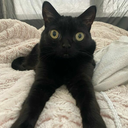 jinx cat appreciation club Server Icon