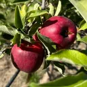 🍎orchard