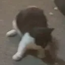스지와 각할모